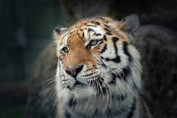 Closeup shot of details on a beautiful Bengal tiger in a forest