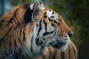 Closeup shot of details on a beautiful Bengal tiger in a forest