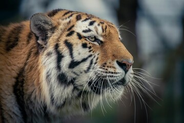 Closeup shot of details on a beautiful Bengal tiger in a forest