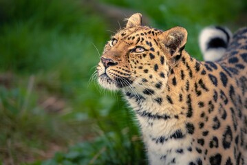 Closeup shot of a beautiful Chinese leopard looking up in a forest