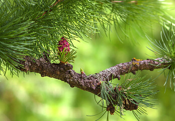 Larch blooms in the spring in the North of Western Siberia