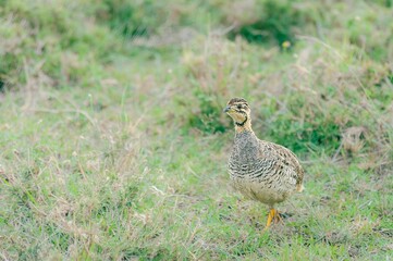 Close-up shot of a grouse running across the short grass in the Masai Mara, Kenya