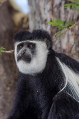 Vertical shot of a Colobus monkey in a tree along the shore of lake Naivasha, Kenya