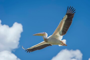 Fototapeta na wymiar Close-up shot of a pelican flying against blue cloudy sky across lake Naivasha, Kenya