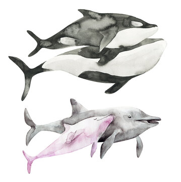 Watercolor cute whale killer and dolphin. Hand painting postcard with whale and dolphin. isolated white background. Ocean animals