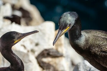 Closeup shot of a pair of Shag reaffirm their courtship bonds on the cliff edge in Farne Islands
