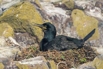 Closuep shot of a shag incubating eggs in the nest in the Farne islands, Northumberland