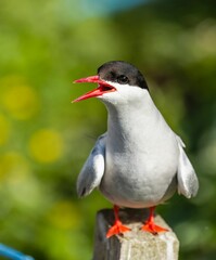 Vertical shot of a Artic tern perched on a fence post in the Farne islands, Northumberlan