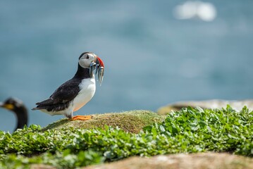 Closeup of puffins returning with sandals for the chicks in the nest