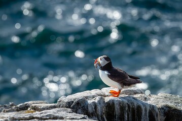 Puffin arriving back from fishing with a maximum load of sandals