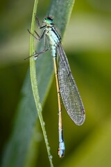 Vertical macro shot of a beautiful green dragonfly on a green plant
