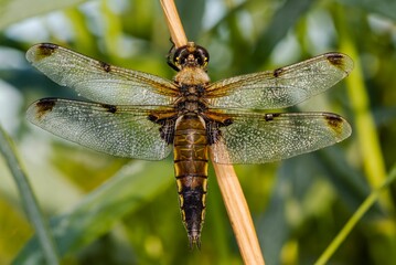 Macro shot of a beautiful brown dragonfly on a plant