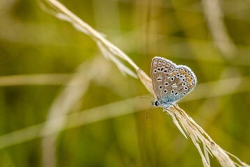 Selective focus shot of a common spotted brown butterfly on a reed