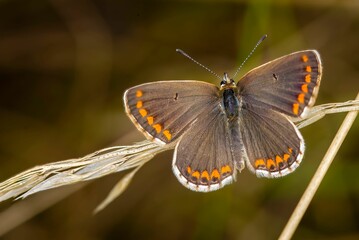 Closeup shot of a brown argus butterfly on a wild reed