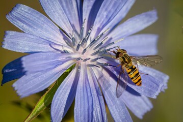 Macro shot of a striped hoverfly on a purple chicory flower