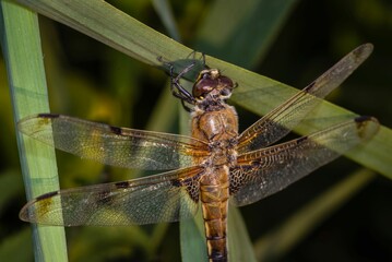 Macro shot of a four-spotted chaser dragonfly on a plant