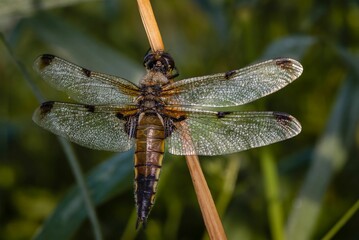 Macro shot of a four-spotted chaser dragonfly on a plant