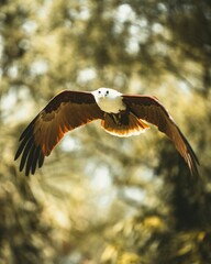Vertical closeup of an African fish eagle flying against sunlit trees blurred background