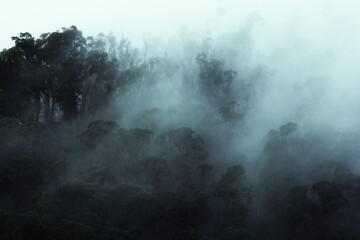 Fototapeta na wymiar Foggy forest on a gloomy day, misty background
