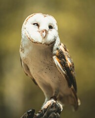 Vertical closeup of a barn owl perching on a tree with blurred background