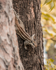 squirrel on tree