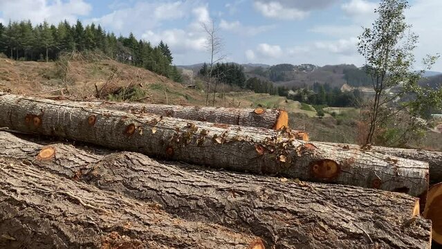 View of deforestation and illegal logging in forest. Cutting trees. ​Stacks of cut wood. Wood logs, timber logging. Forests destruction. Ecology and environmetal concept.