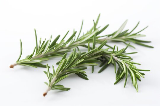  a branch of rosemary on a white background with clippings to the right of the image and the top of the branch to the left of the image.  generative ai
