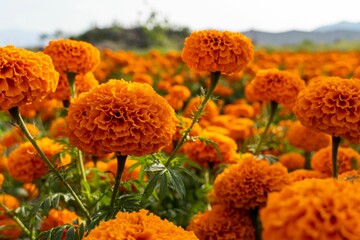 Cempasuchil flower field in a sunny day with blue sky and bales of hay in the background. © Rod Rigo/Wirestock Creators