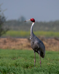 Sarus crane or Antigone antigone observed near Nalsarovar in Gujarat, India