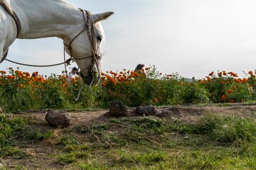White horse in a field in Cempasuchil, Mexico
