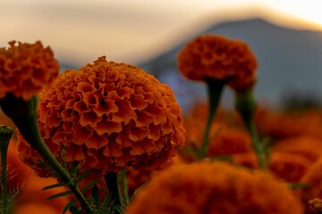Closeup shot of orange marigold flowers in the field.
