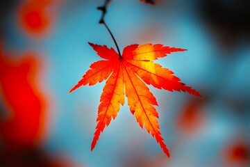 Closeup shot of a bright orange leaf hanging on the tree against a blue background