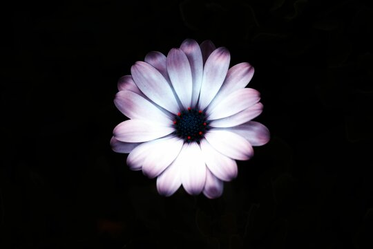 Closeup shot of a white flower with pink tips isolated against the black background
