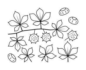 Vector line drawing of chestnut branch and chestnut fruit. Isolated collection of chestnut branch on white background.