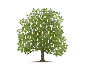 Vector drawing of chestnut tree. Isolated vector illustration of chestnut tree on a white background.