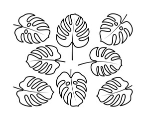 Vector line drawing of monstera branch and monstera fruit. Isolated collection of monstera branch on white background.