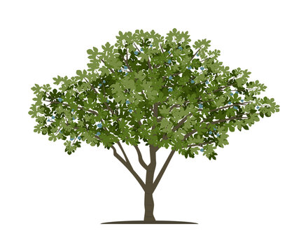 Vector drawing of fig tree. Isolated vector illustration of fig tree on a white background.