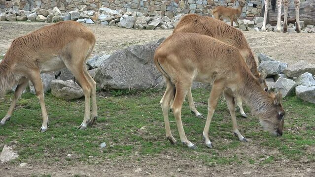 Antilope lechwe kobus megaceros is grazing on the grass