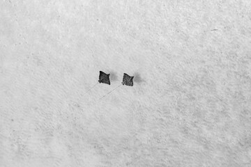 Aerial View of pair of eagle rays cruising over the sand flats, Berry Islands, the Bahamas.