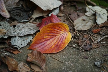 Closeup shot of a yellow brown autumn leaf on a forest floor
