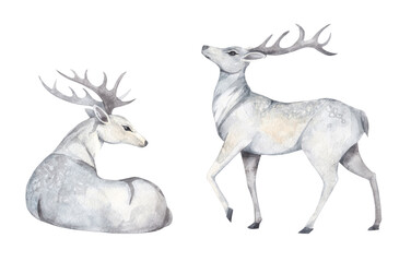 Realistic watercolor sketch of a white deer. Hand painted art isolated on white background. Forest wild animal. decorative forest design element