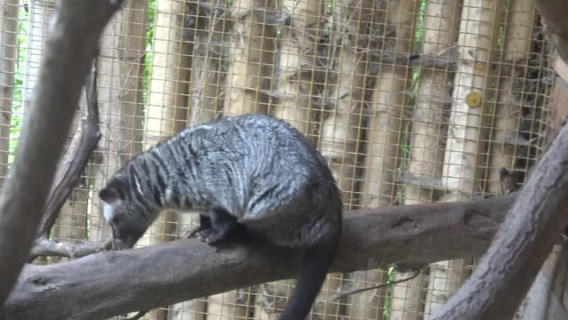 Asian palm civet (Paradoxurus hermaphroditus)