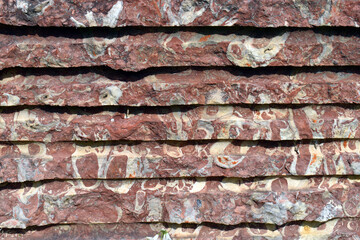 Limestone with rudistas stained by iron oxide. Cretaceous, Aptian 115 Mya. It is also known by the name of pink marble.