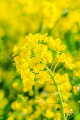 Rape flowers bloom in spring