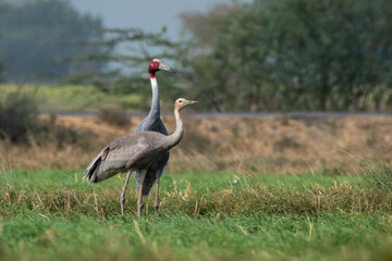 Sarus crane or Antigone antigone observed near Nalsarovar in Gujarat, India