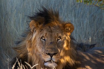 Lion lying down at the shade of the tree in the wild