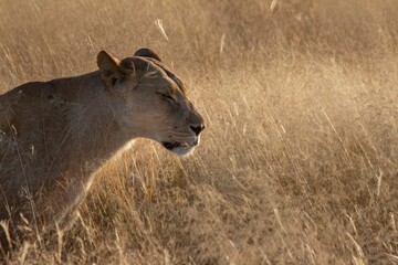 Lioness walking slowly in tall dried grass