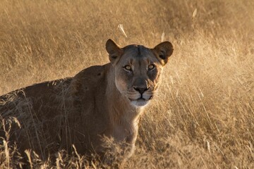 Lioness walking slowly in tall dried grass