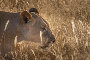 Lioness walking slowly in tall dried grass