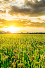 Mature rice fields at sunset